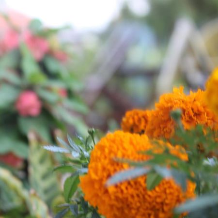 Mount Annapurna Guest House Катманду Экстерьер фото